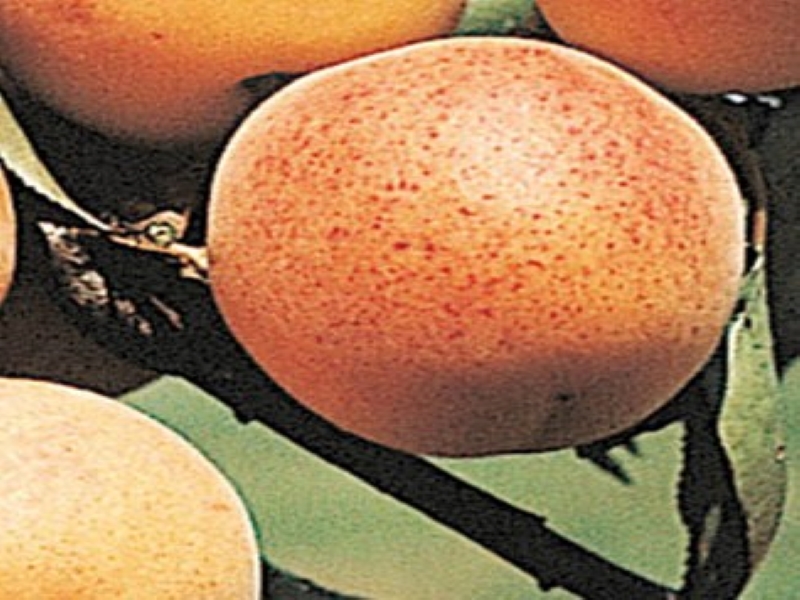 Manchurian Apricot