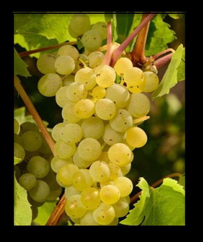 18 Different Types Of White Wine Grapes With Images