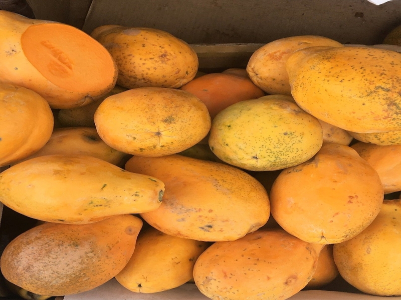 Papaya