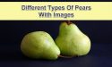 14 Different Types Of Pears With Images