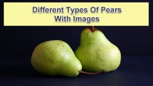 Types Of Pears