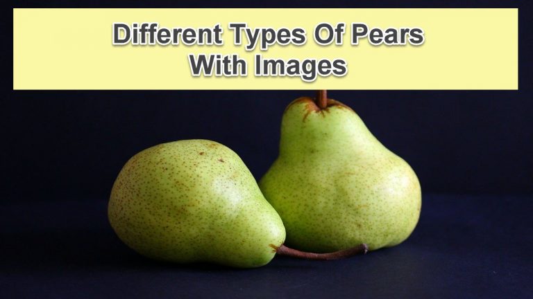 14 Different Types Of Pears With Images