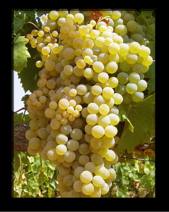 18 Different Types Of White Wine Grapes With Images