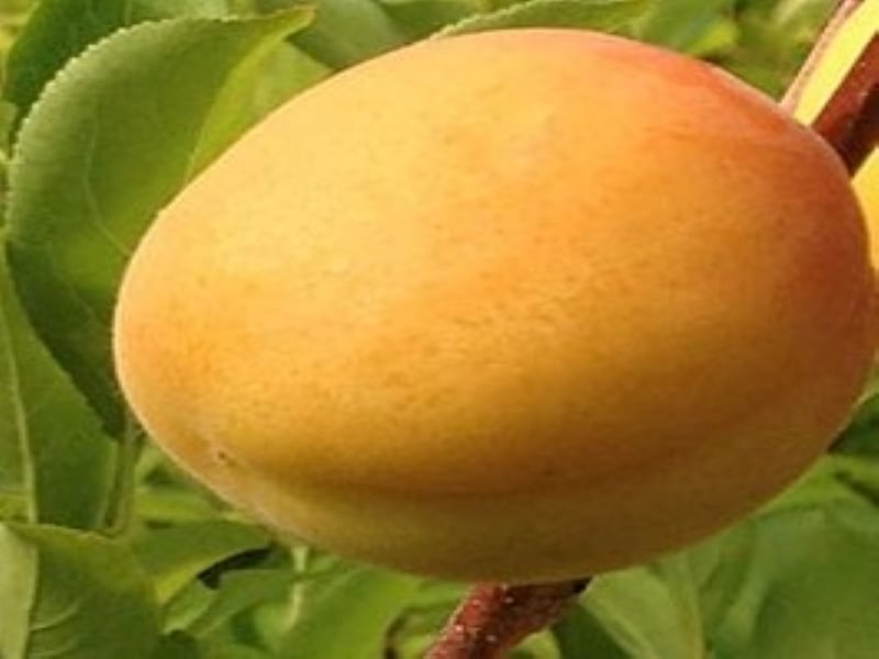 Puget Gold Apricot
