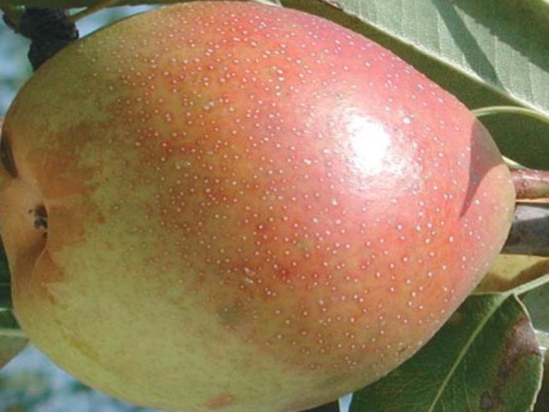 Seckel Pears