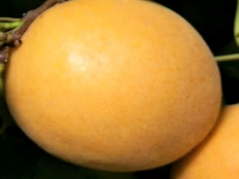 Tilton Apricot