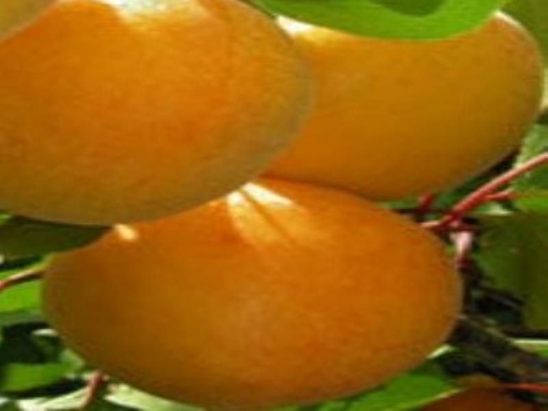 Trevatt Apricot