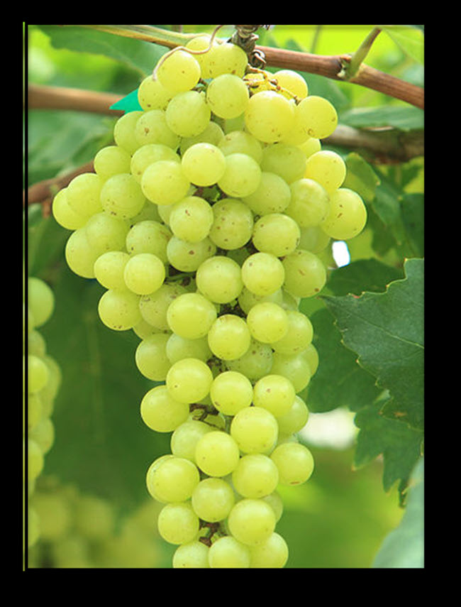 18 Different Types Of White Wine Grapes With Images