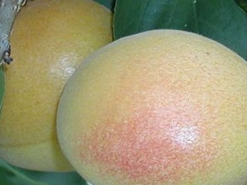 White Knockout Apricot