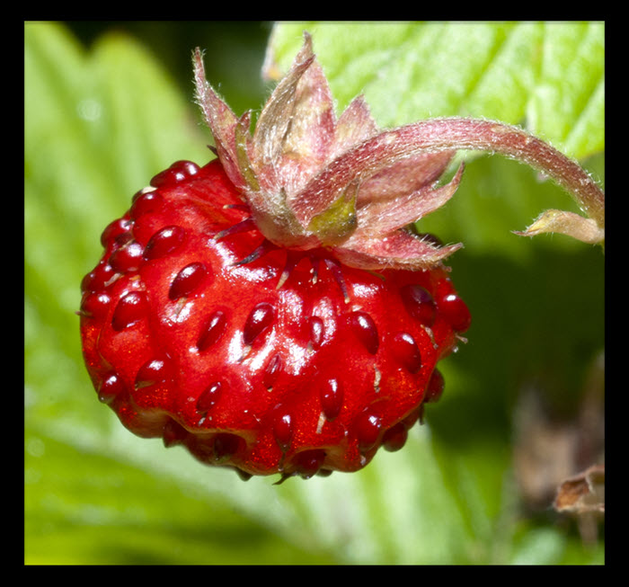 20 Different Types Of Strawberries With Images