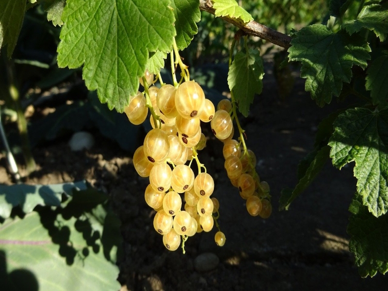 Yellow Gooseberries