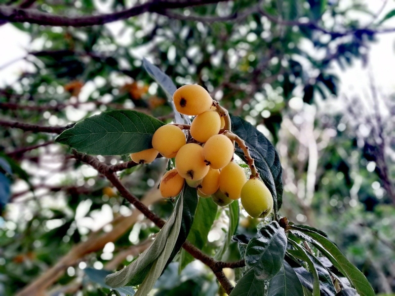 Loquat