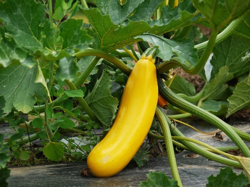 Yellow Zucchini