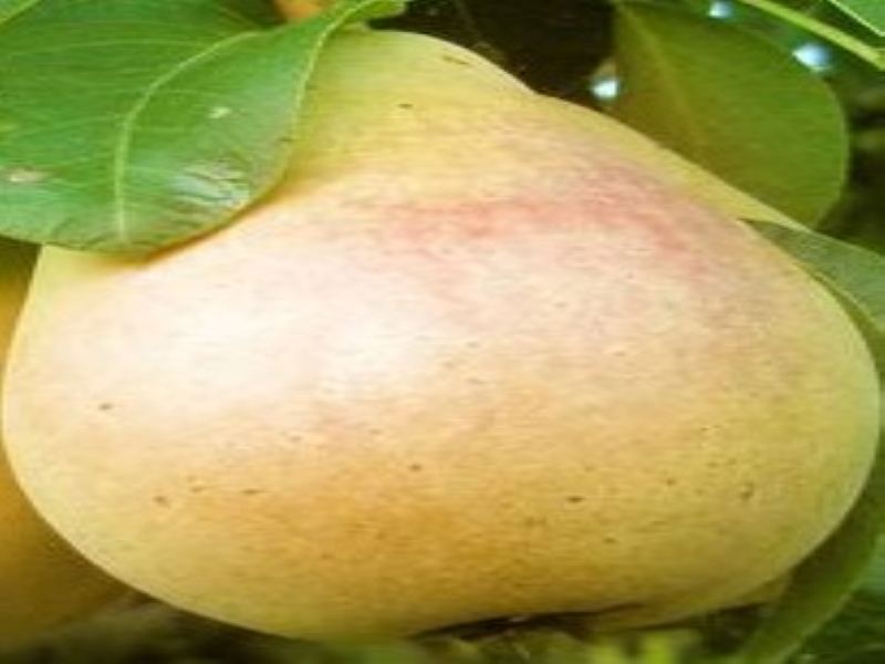 Pineapple Pears