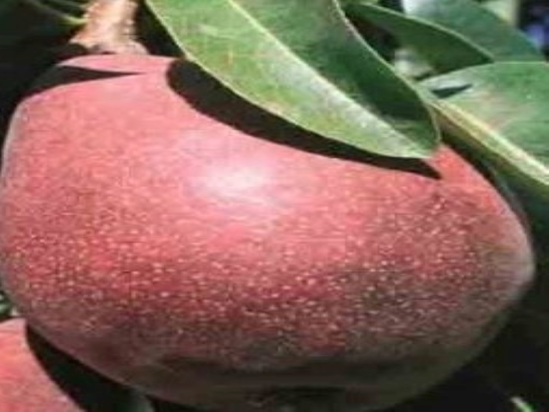 Starkrimson Pears