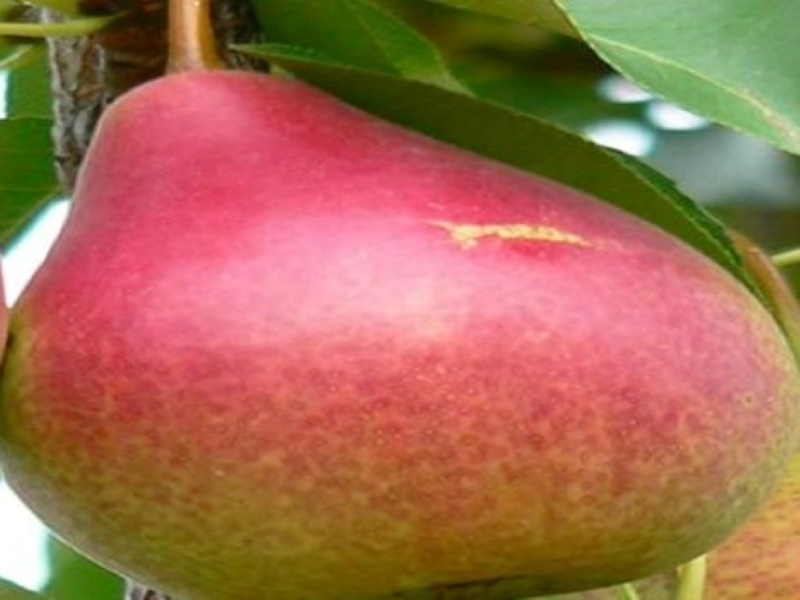 Summercrisp Pears