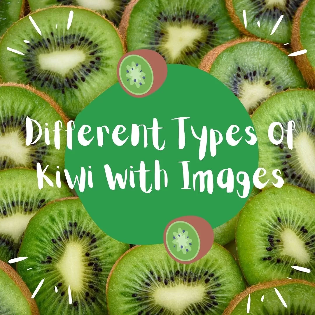 types of kiwi