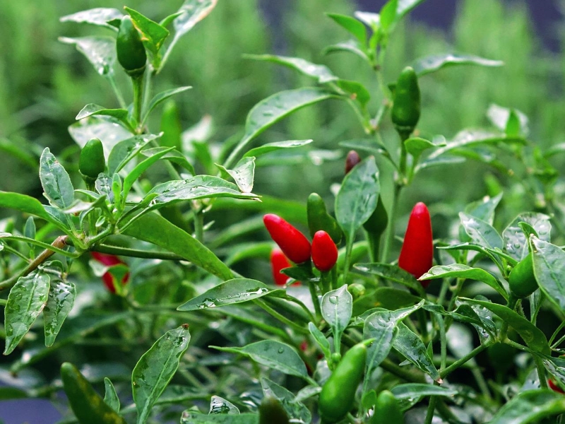 Bird's Eye Chili