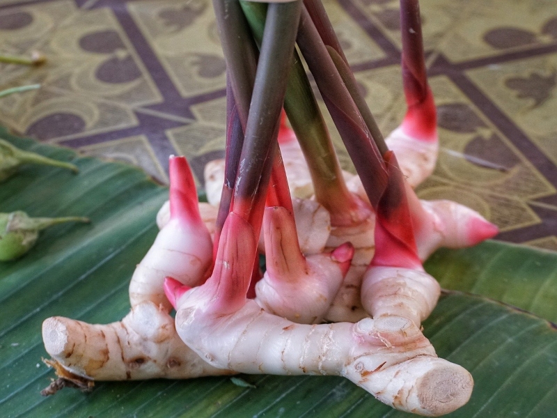 Galangal