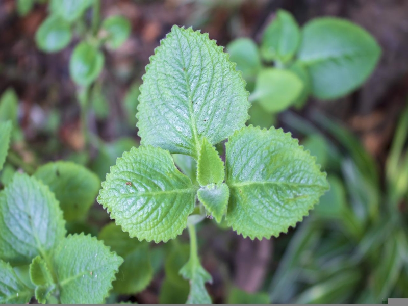 Lemon Basil