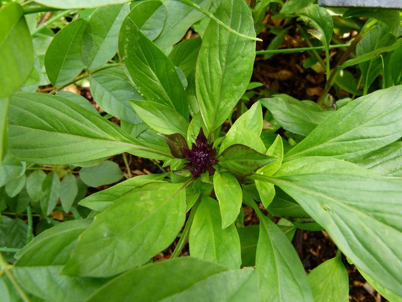 Thai Basil