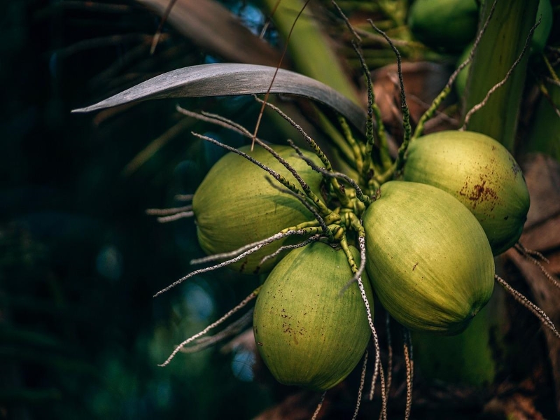 What Is Coconut Milk