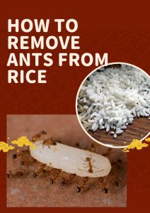 How To Remove Ants From Rice