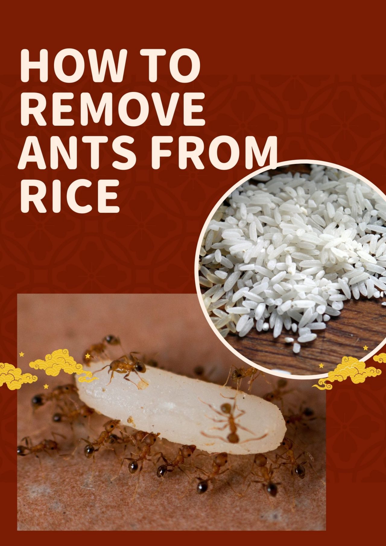 How To Remove Ants From Rice Asian Recipe