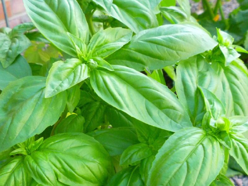 Sweet Basil