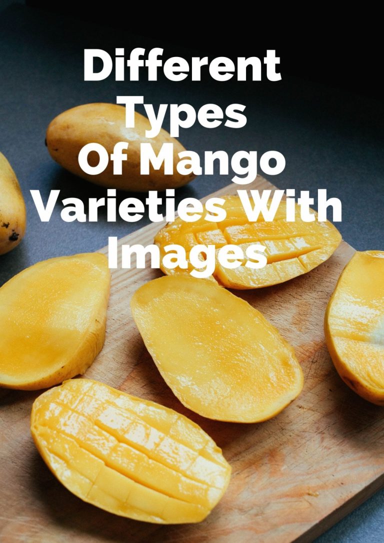 16 Different Types Of Mango Varieties With Images