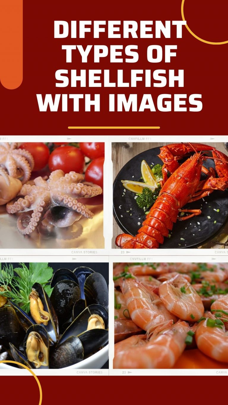 11 Different Types Of Shellfish With Images