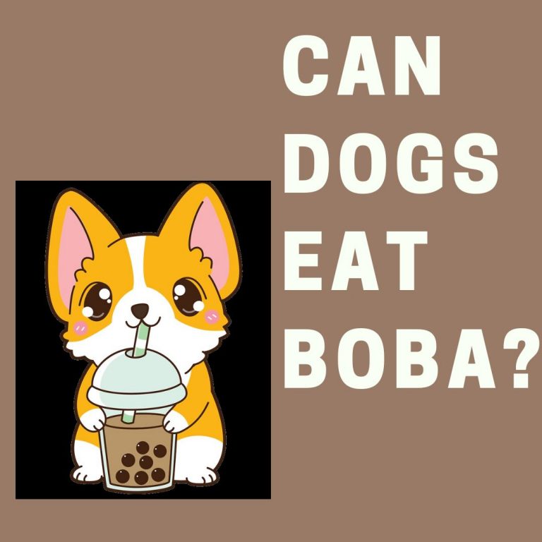 Can Dogs Eat Boba?