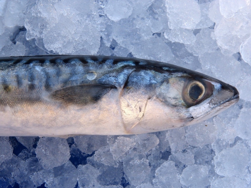 Atlantic Mackerel