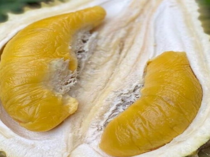 Black Gold Durian