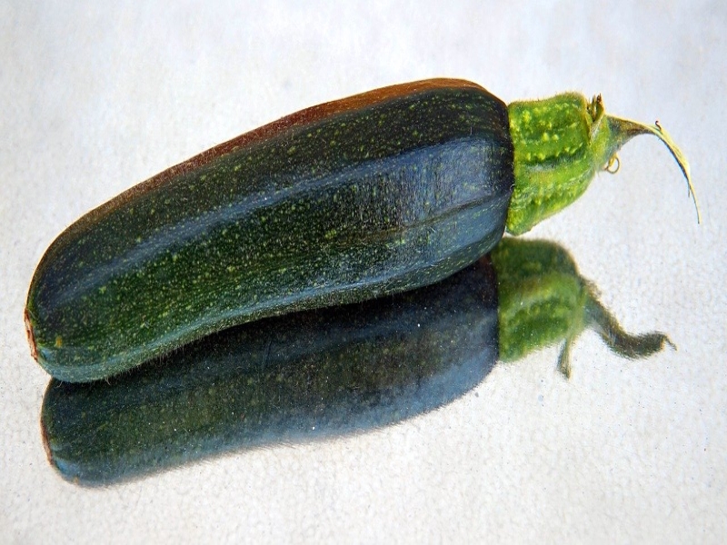 Black Beauty Zucchini