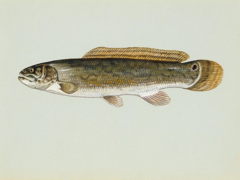 Bowfin