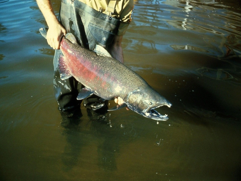 Chinook Salmon