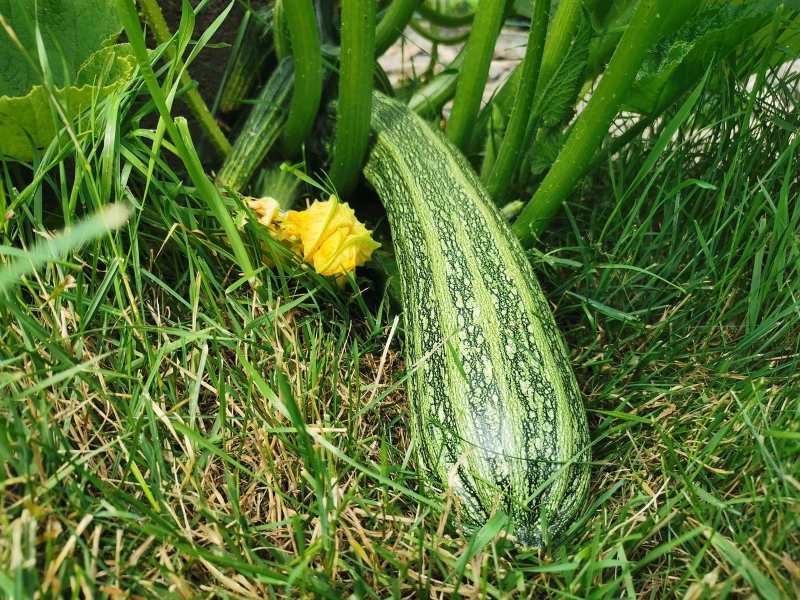 Cocozelle Zucchini