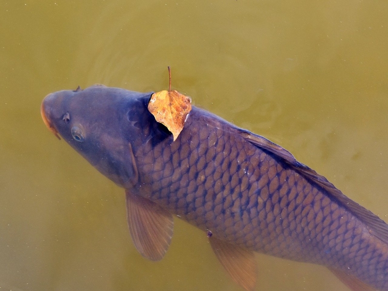 Common Carp