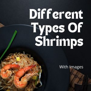 Types Of Shrimps