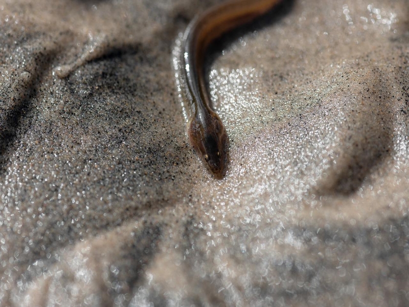 European Eel