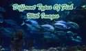 22 Different Types Of Fish With Images