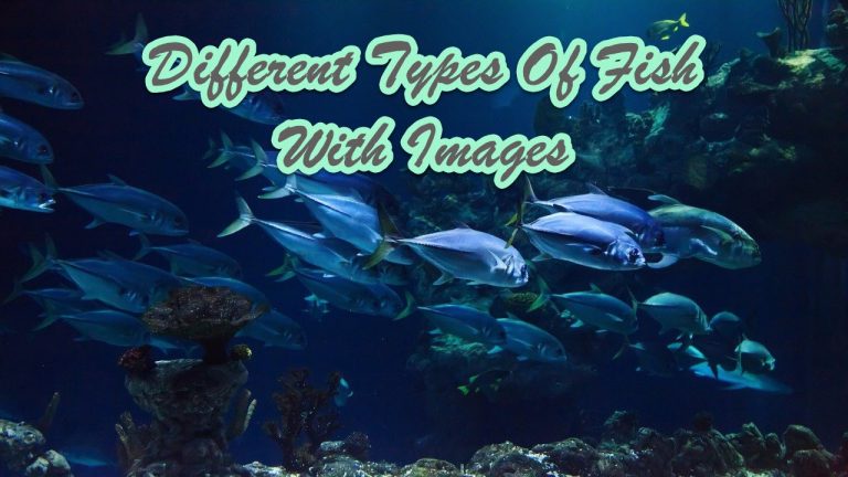 22 Different Types Of Fish With Images