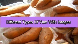 Types Of Yam
