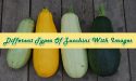 16 Different Types Of Zucchini With Images