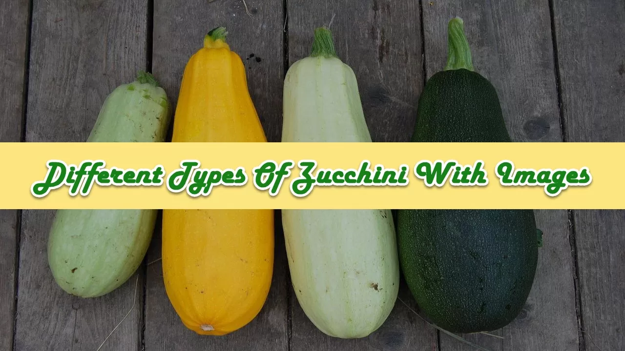 Types Of Zucchini