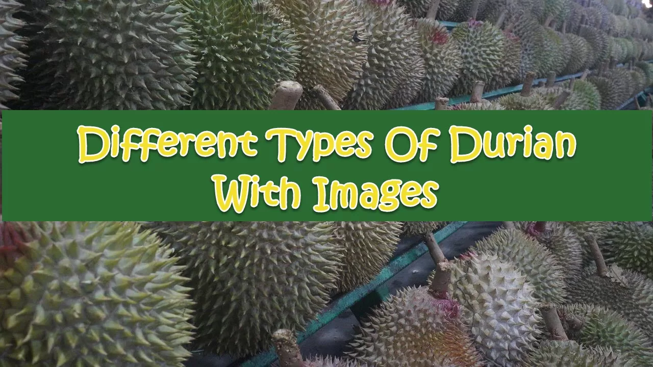 Types Of Durian