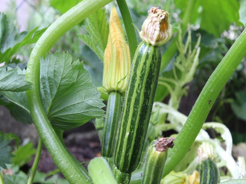 Gadzukes Zucchini