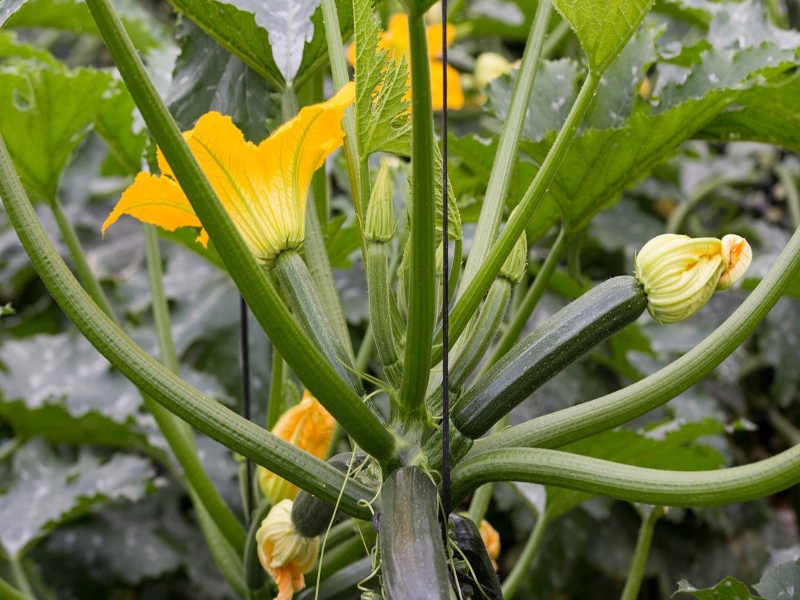 Nero de Milano Zucchini