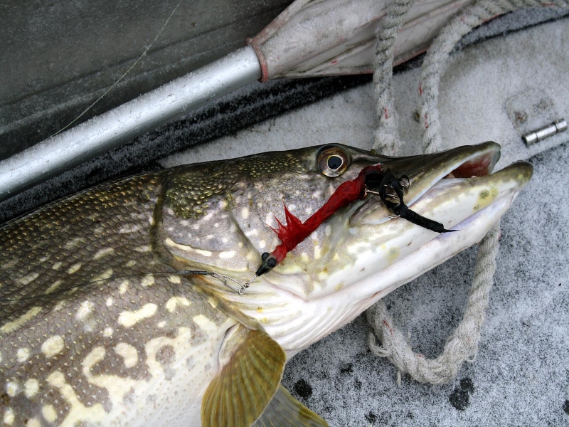 Northern Pike